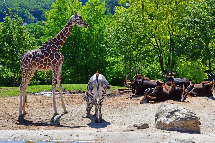 Quel est le top 5 des plus beaux zoos de France ?