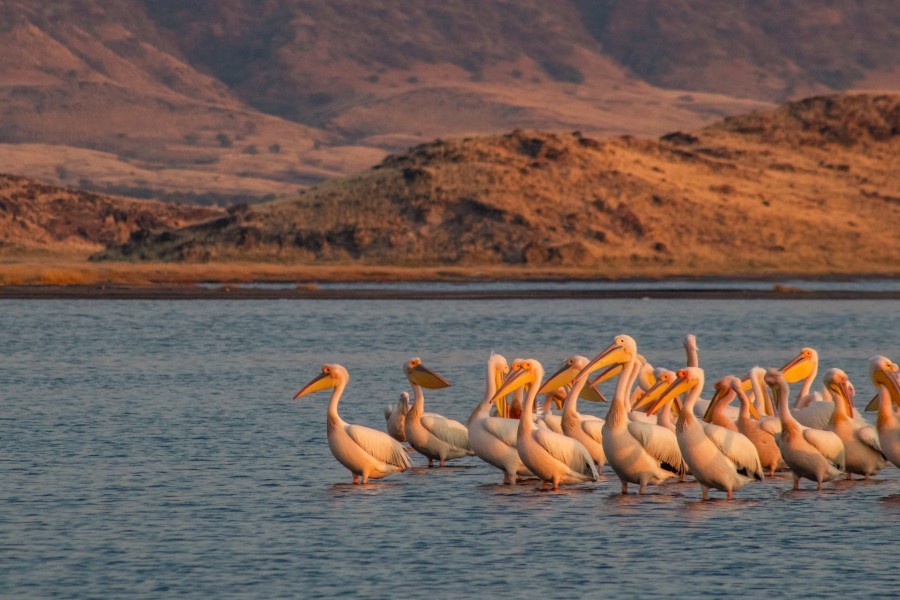 Quelles espèces animales peuvent être observées autour du lac Natron en Tanzanie ?