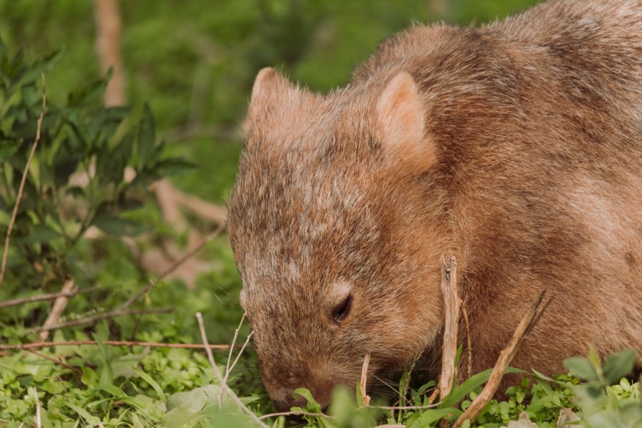 Quels sont les animaux emblématiques d'Australie ?